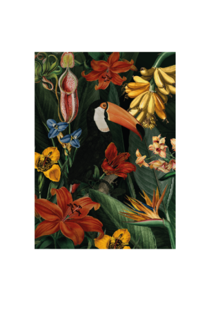 Toucan Art Print 50×70 (L)